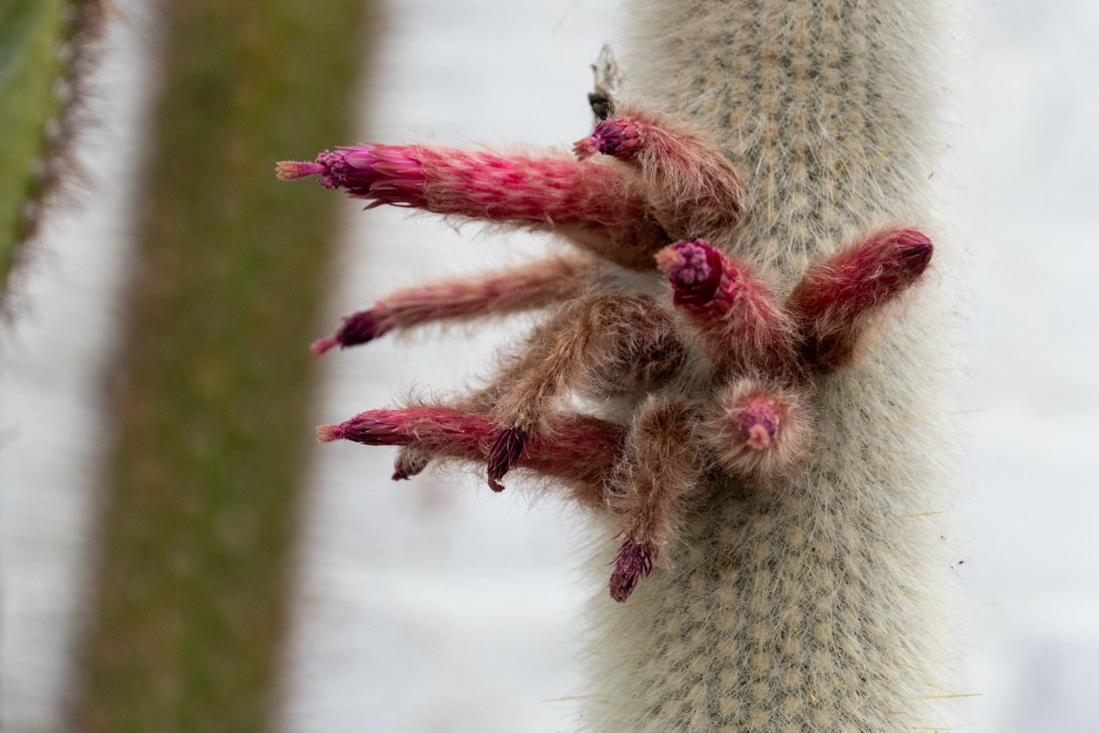 Photography by Chris Allington